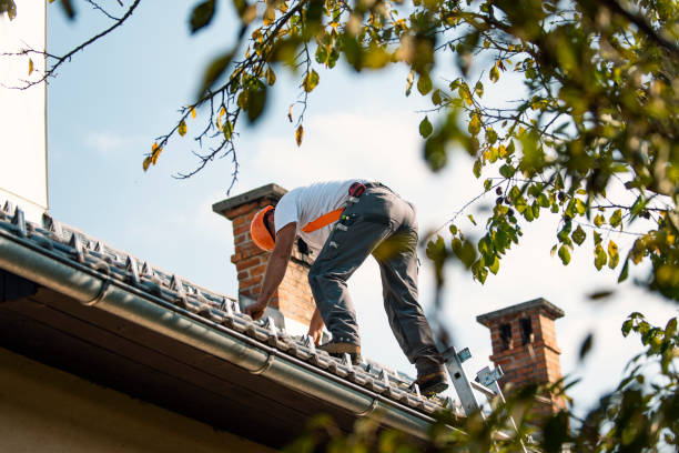 Best Roof Moss and Algae Removal  in Odessa, MO